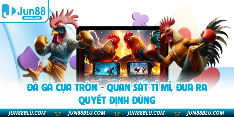 Đá gà cựa tròn - Quan sát tỉ mỉ, đưa ra quyết định đúng