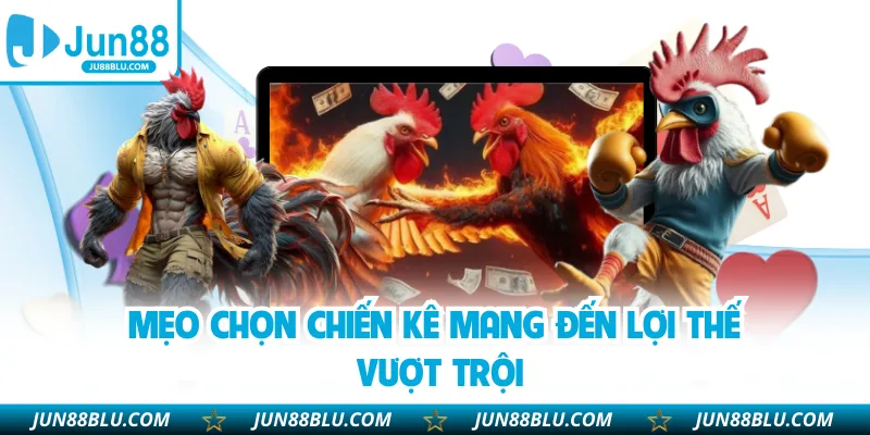 Mẹo chọn chiến kê mang đến lợi thế vượt trội