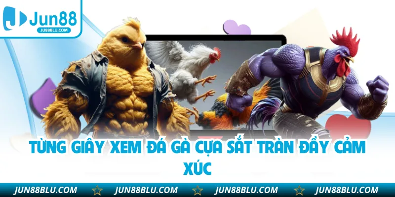 Từng giây xem đá gà cựa sắt tràn đầy cảm xúc